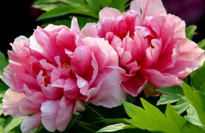 牡丹扦插时间 牡丹扦插生根最快方法