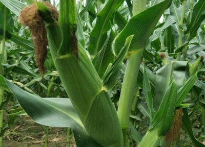 玉米控旺的好处与坏处 玉米控旺剂对玉米的副作用