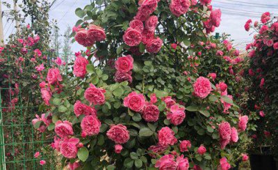 月季的笋芽要不要打顶 藤本月季根部出的笋芽要不要修剪