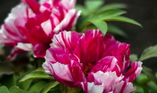 家里养花怎么养才不掉花 鲜花怎么养才不易凋谢