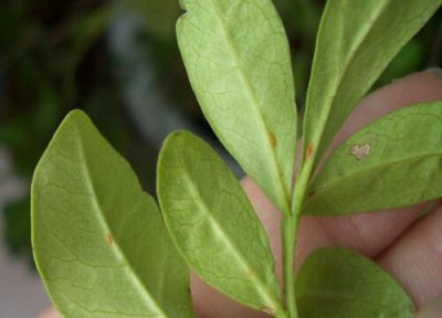 米兰发黄掉叶子怎么办 米兰叶子发黄掉叶怎么办