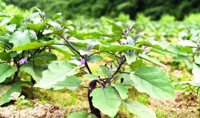 茄子叶子发黄是什么原因因引起的 茄子黄叶处理方法