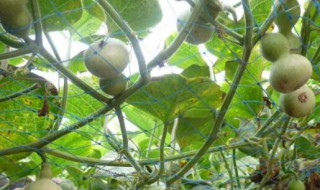 室内适合种葫芦吗冬天 冬天室内适不适合种葫芦