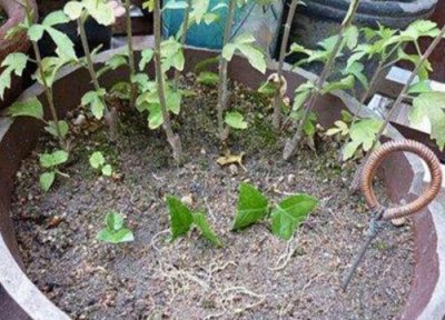 茉莉花扦插生根时间 茉莉花扦插多久生根