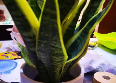 虎皮兰的休眠期 虎皮兰进入半休眠期该怎么进行养护