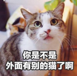 捡来的猫为什么不能养 为什么野猫不能抱回家里养
