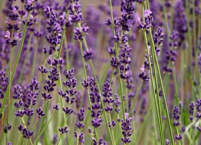 代表爱而不得的花 什么花的花语寓意是得不到的爱