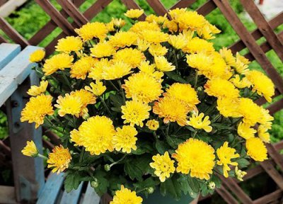 大滨菊播种后多久开花 从播种到开花要多久