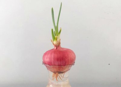 洋葱可以水培吗 用土培还是水培好养殖