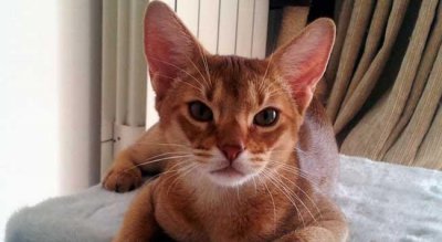 猫中之王是什么猫 阿比西尼亚猫是什么品种