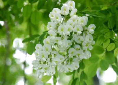 洋槐花什么时候开花 开放时间几月份