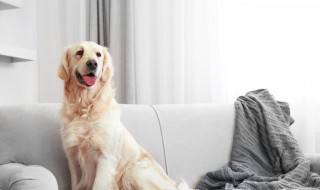 狗能吃车厘子吗 狗吃车厘子好不好