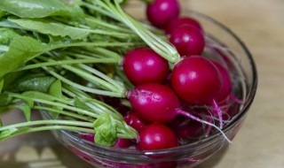 红萝卜什么时候种植 红萝卜几月种最合适