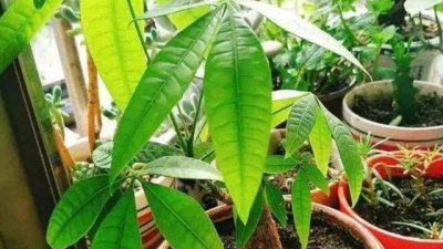 发财树夏季要施肥吗 发财树夏天多久施一次肥合适