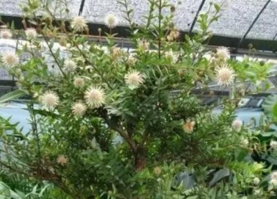 水杨梅耐寒吗 水杨梅冬天能耐的温度及过冬方法