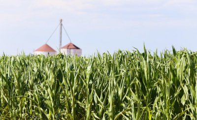 一亩玉米的成本和利润多少 中美两国一亩玉米收入对比