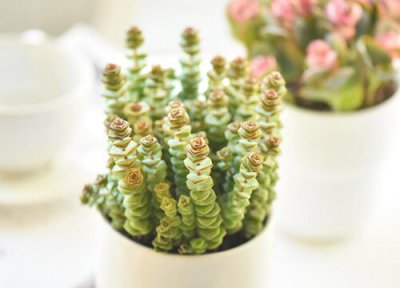 钱串多久浇一次水 钱串多长时间浇一次水