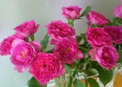 藤本月季和灌木月季 月季伊芙系列是藤本还是灌木植物