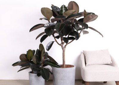 橡皮树哪个品种好 好看易养活品种