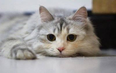 如何处理不想养的猫没有人收怎么办 不想养猫如何处理更好