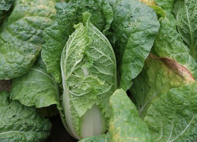 东北秋白菜的种植方法和时间 种植的最佳时间