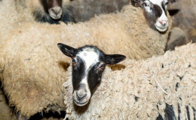 现在养羊赚钱吗 7年养羊专业户说出真实养殖业的现状