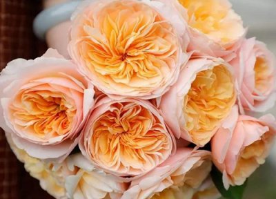 名贵月季十大品种 买了不后悔的经典又勤花月季图片