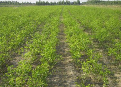 枣树几天浇一次水比较好 枣树春季浇水什么时间好