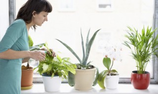 盆栽冬天怎么过冬 如何让盆栽植物安全过冬