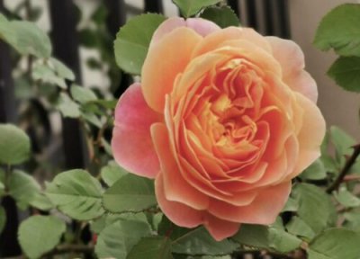 如何避免月季花黄叶 月季花黄叶子有补救办法没