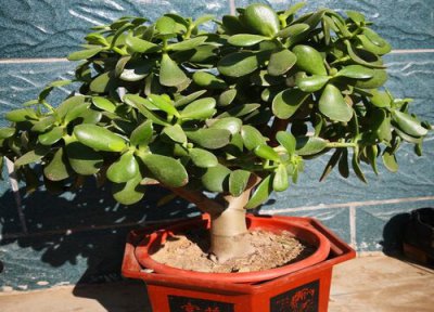 将玉树养粗的养殖方法 玉树的养殖方法 盆栽