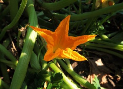 南瓜花授粉方式 南瓜花授粉时间与方式方法