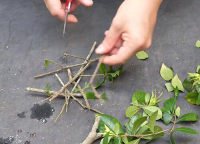 栀子花什么时候扦插最好 扦插方法和时间