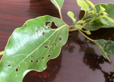 香樟树种植中常见病害 香樟树病虫害防治技术与方法措施