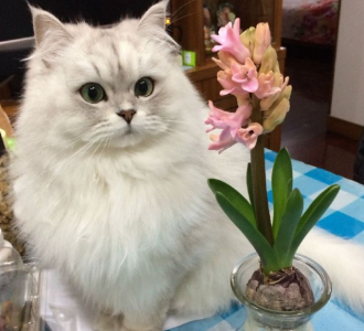 金吉拉为什么不能养 新手养金吉拉犬还真驾驭不住