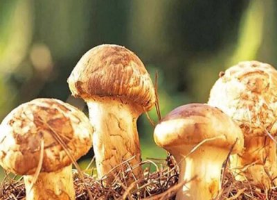 北方蘑菇品种大全图片及名称 东北常见野生蘑菇种类
