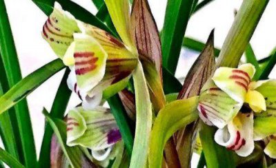 请问兰花几天浇一次水 室内兰花草大概多久浇水最佳