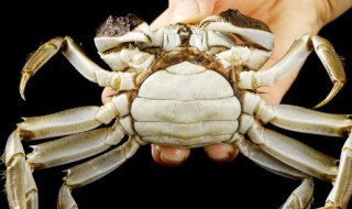 怎样挑选大闸蟹清洗方法 如何挑选大闸蟹清洗方法