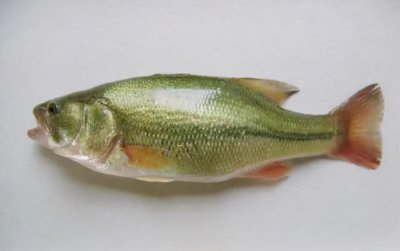 淡水鲈鱼和海鲈鱼区别 哪种鱼好吃且营养价值高