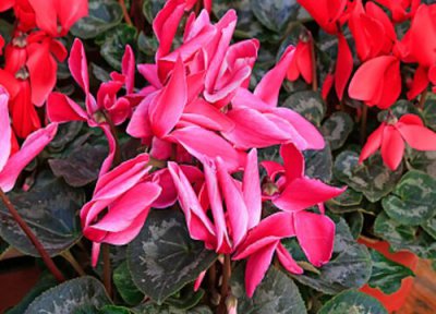 仙客来叶子烂没有新叶出来怎么办 叶子发黄烂掉怎么补救