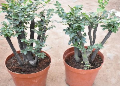 如何盆栽小叶紫檀 小叶紫檀盆栽种植方法