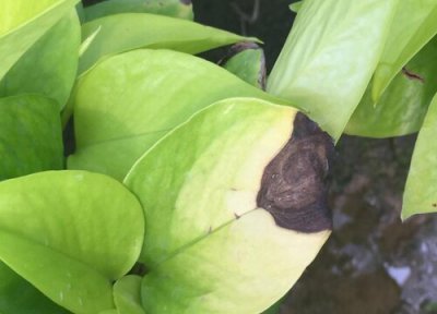 绿萝炭疽病发病原因 绿萝炭疽病的发病原因及治疗方法