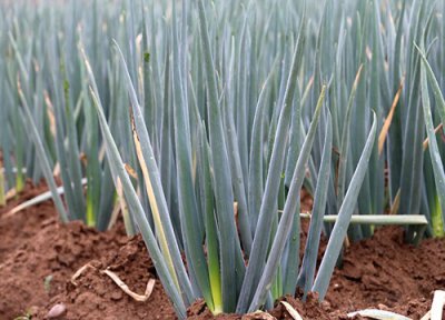 大葱储存方法 大葱保存方法