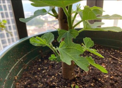 无花果几月份发芽长叶 无花果树什么时候发芽结果