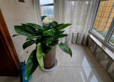 绿宝石家庭养殖方法 绿宝石绿植养殖方法