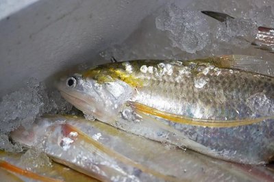 刀鱼是海鱼还是淡水鱼 刀鱼是海里的鱼还是河里的鱼