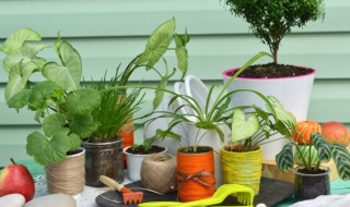 什么属相的人不能养富贵竹和鱼 不能养富贵竹和鱼是什么生肖