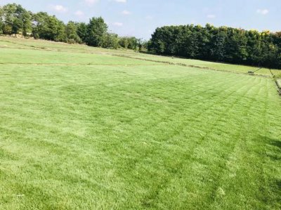 农业种植什么项目前景好挣钱多 4种种植项目利润不错