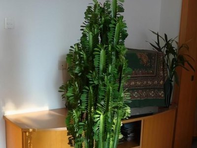 不懂风水的人养龙骨的危害 家里养龙骨对风水影响好吗