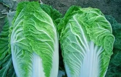 九月份种大白菜晚不晚 立秋后9月中旬种白菜晚吗